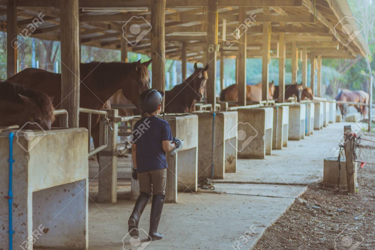 5 Key Benefits of Using an Agistment Service for Your Equine Friends