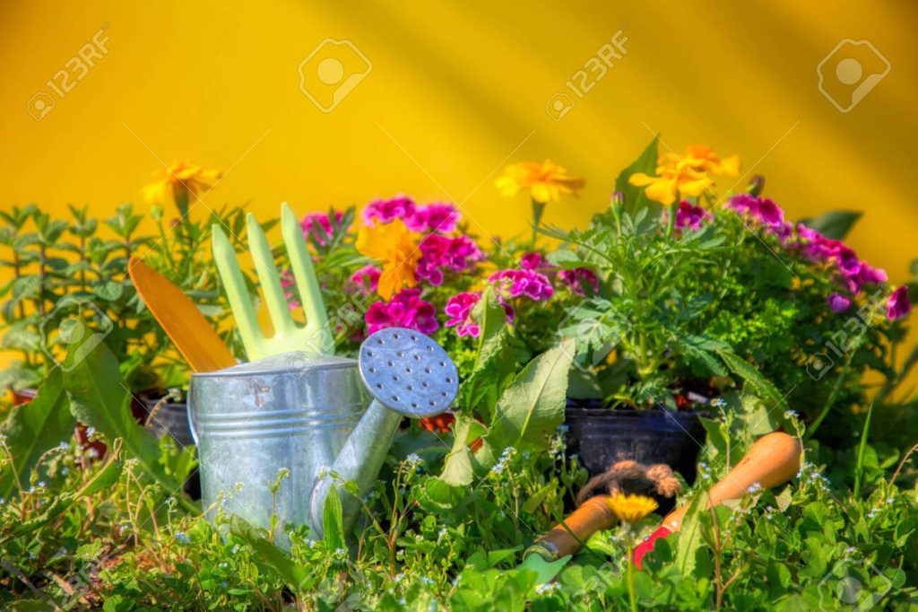 Gardening from Scratch - Ibhulogi Blog Post