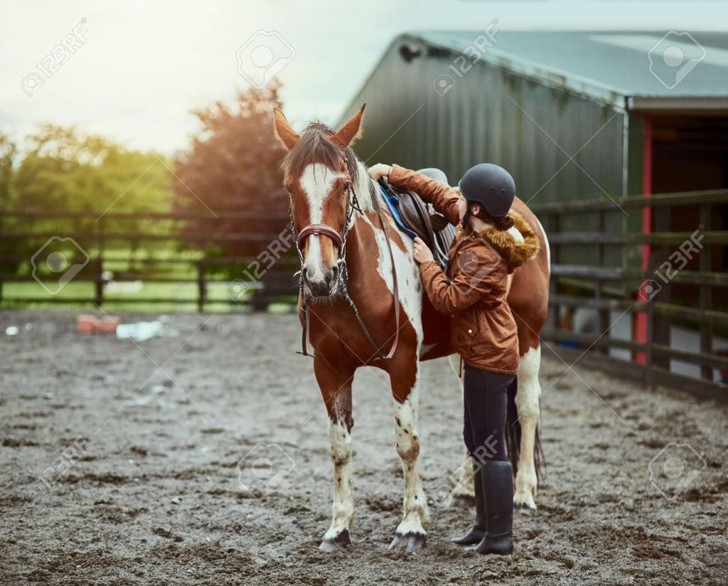 Horse Owners - Blog Post Ibhulogi