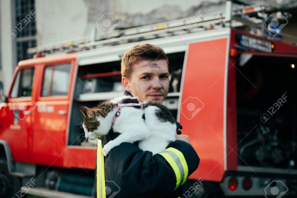 Top 5 Challenges Faced by Animal Rescue Services and How You Can Help?